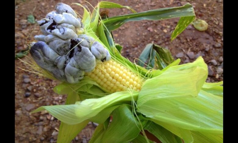 Corn smut