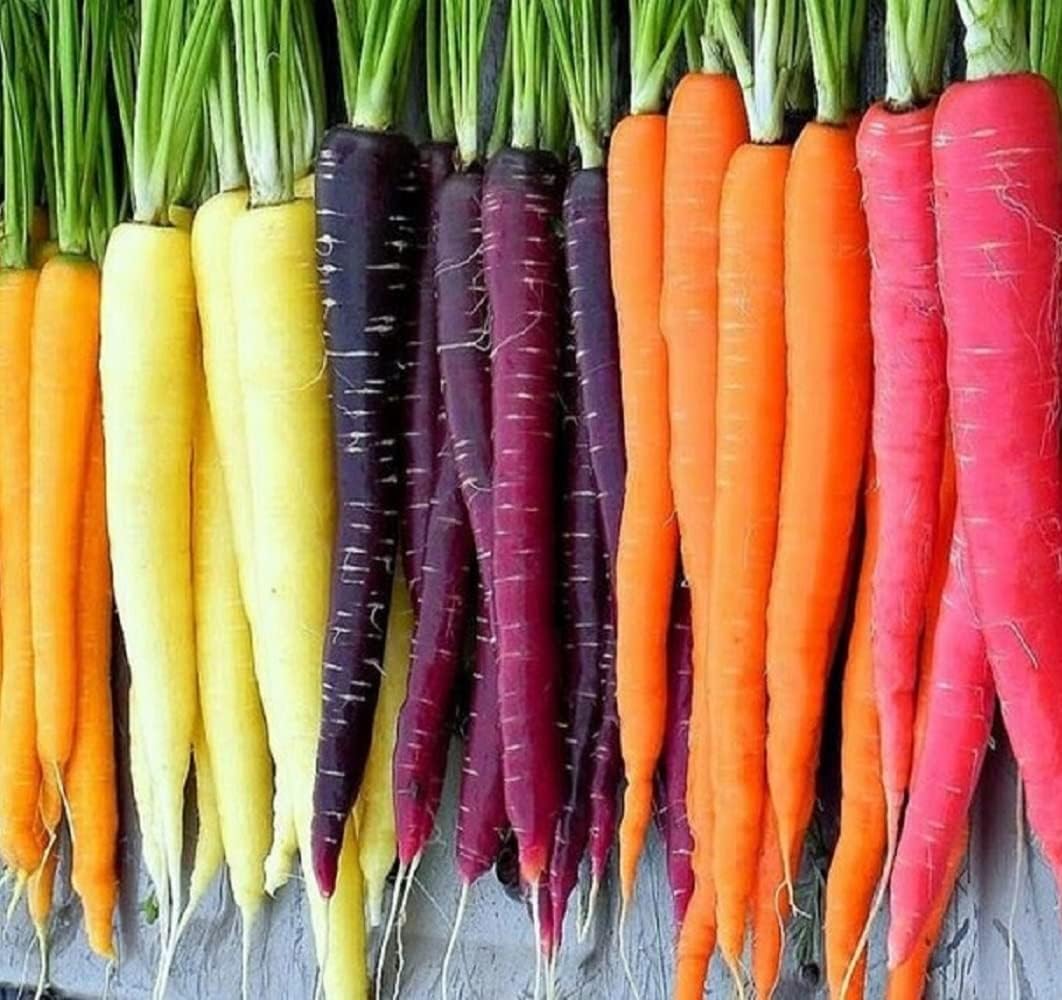 Carrot Rainbow