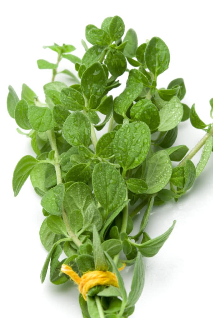 Oregano varieties