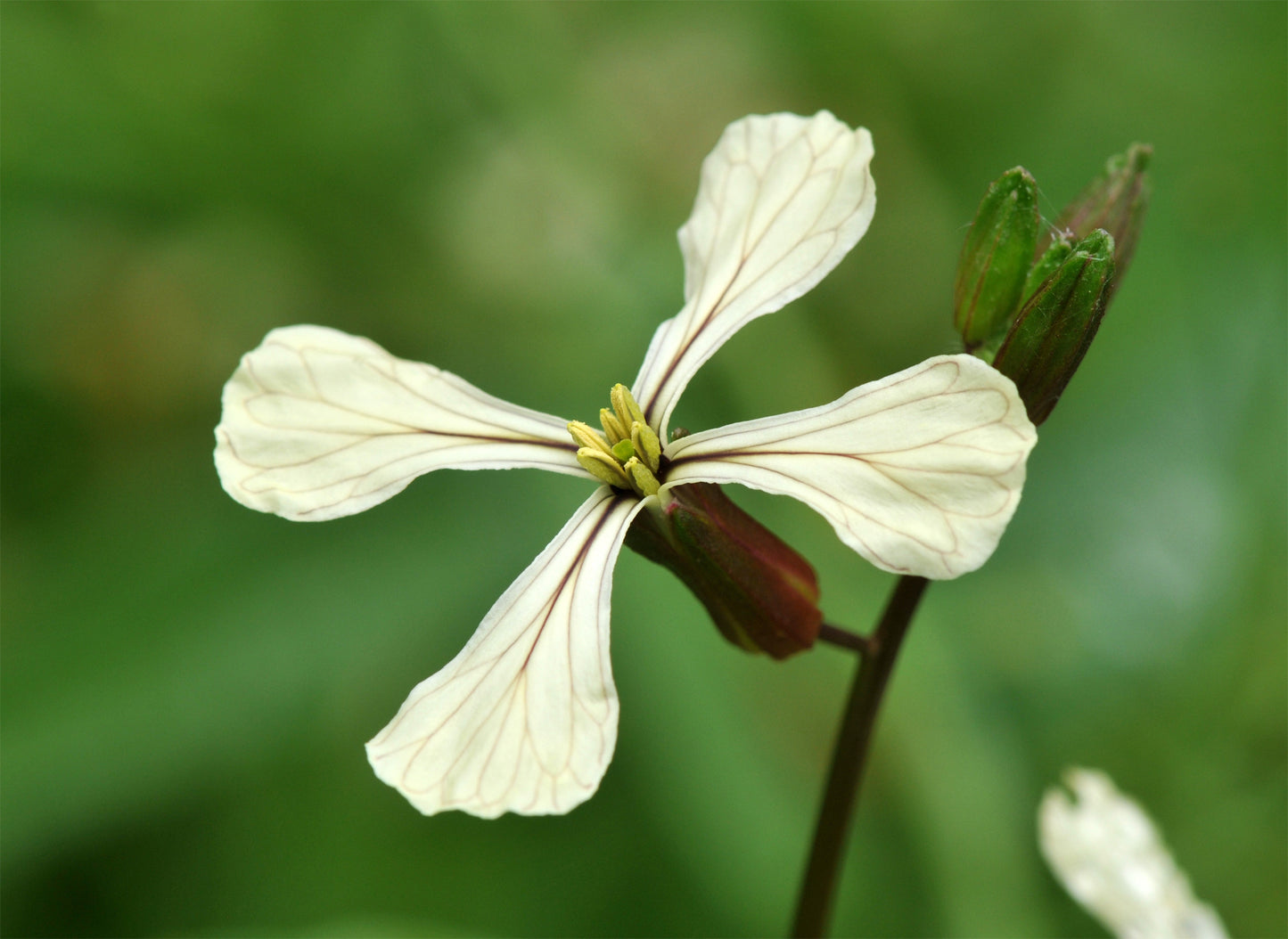 Arugula flower bunch