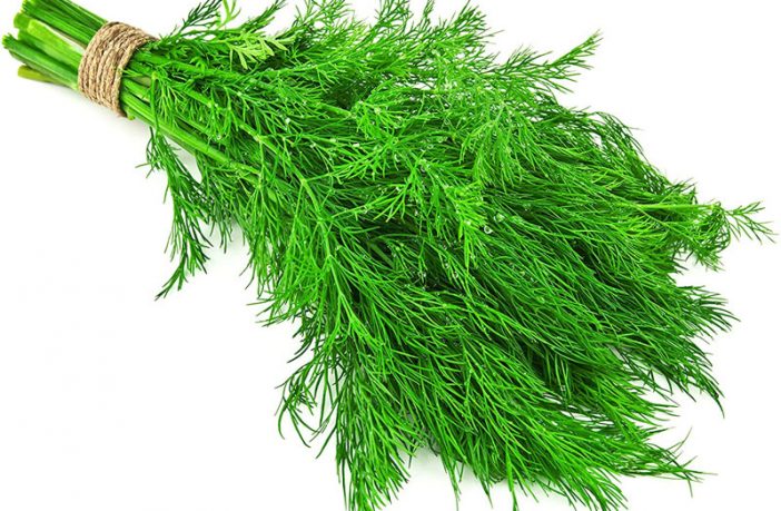 Dill