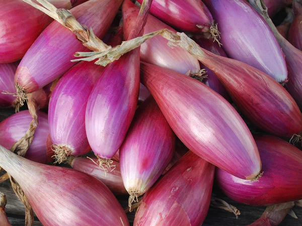 Red long of florence Onion