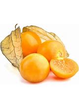 Ground Cherry