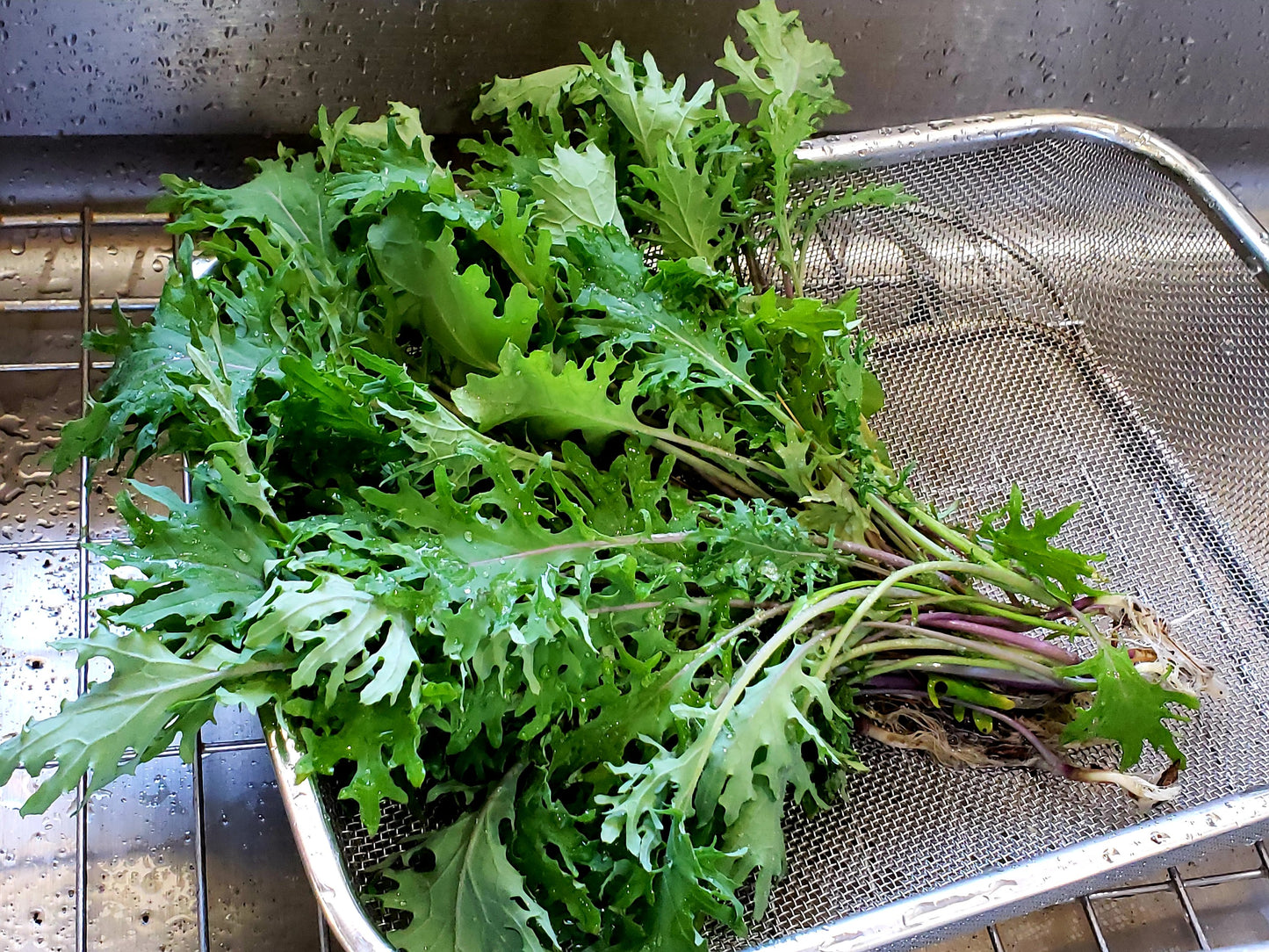 Baby Kale