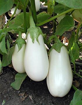 Gretel ling white eggplant