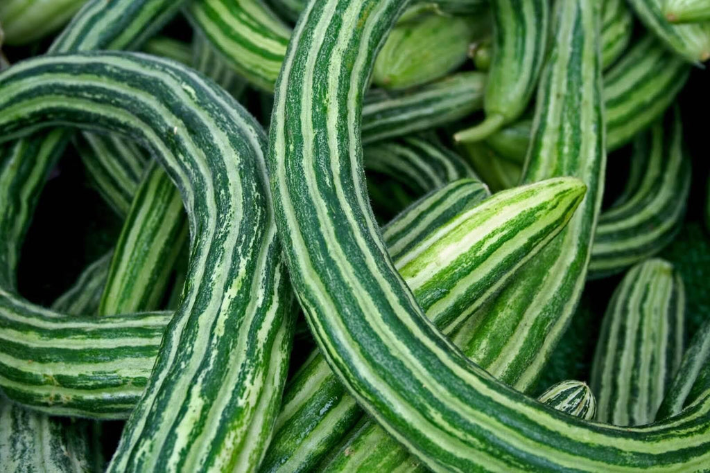 Armenian striped cucumbers