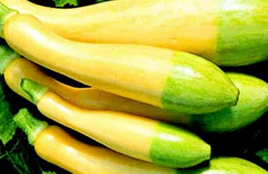 Zephyr Zucchini