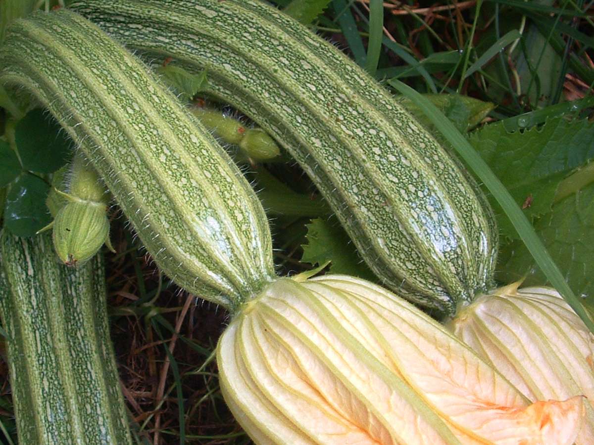 Costada Romanesco Zucchini