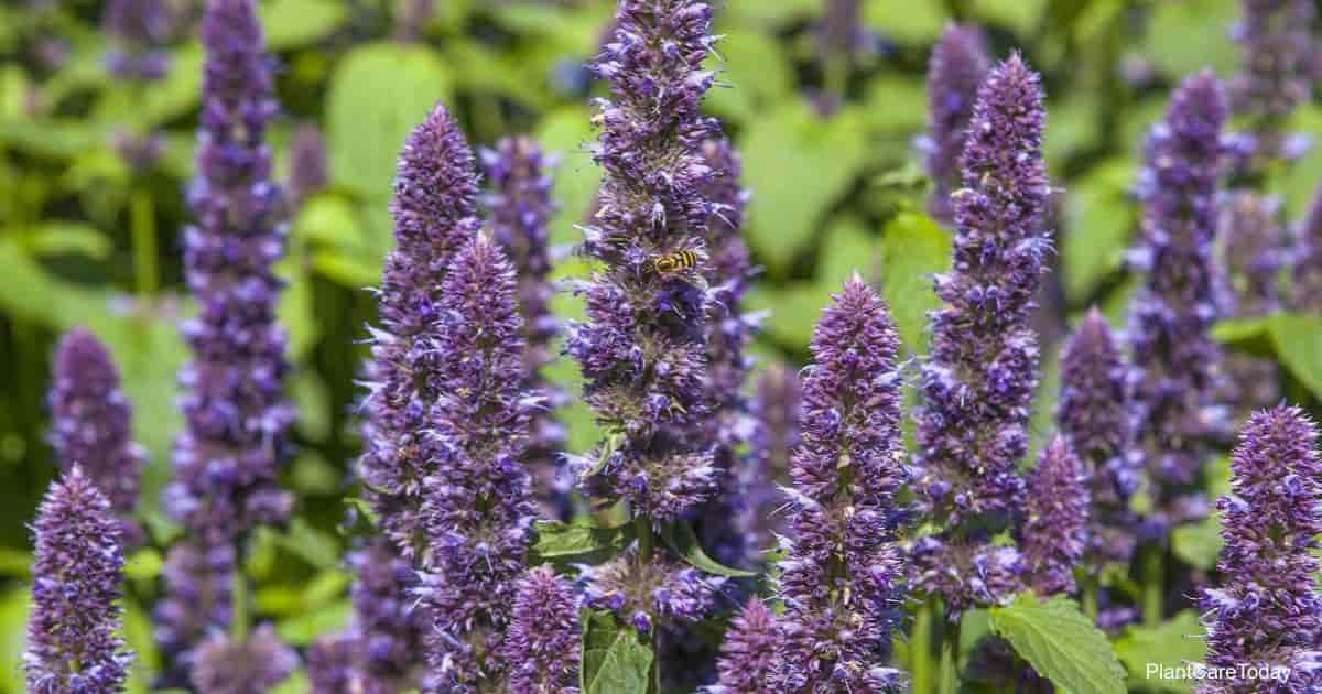 Anise Hyssop