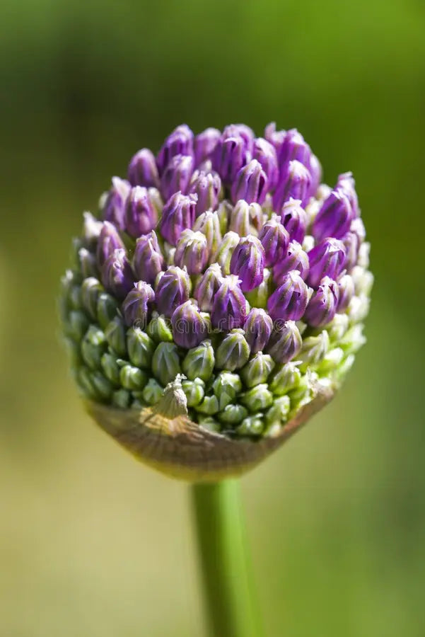 Onion flower