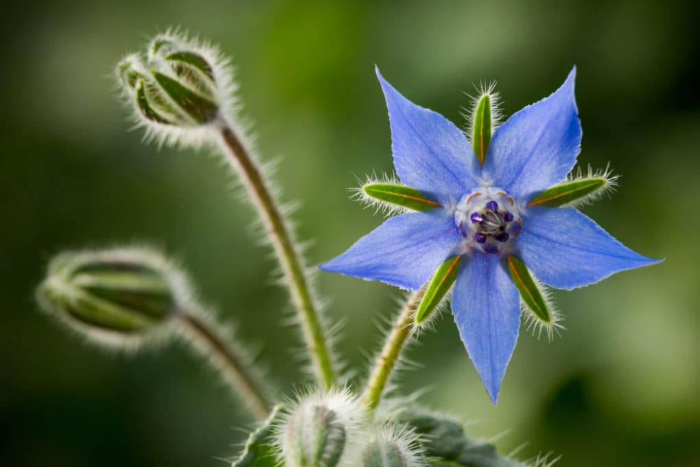 Borage flower
