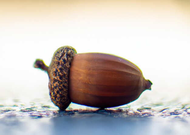 Acorn