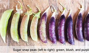 Sugar snap colored per pound