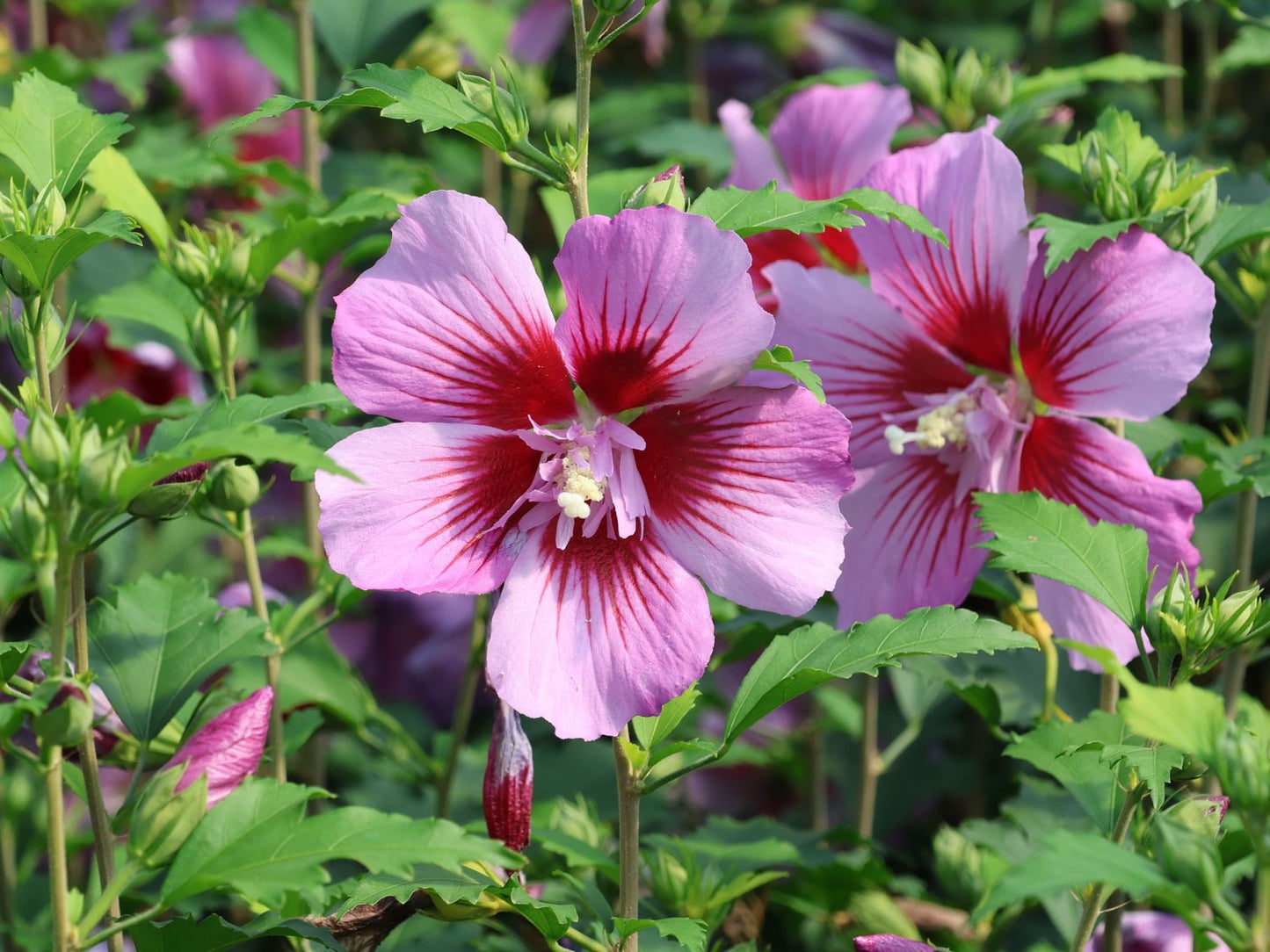 Russian violet