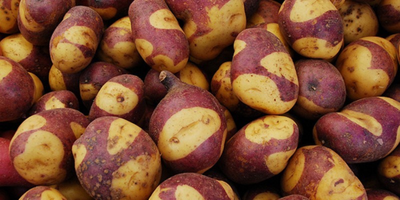 Pinto Potatoe
