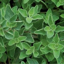 Oregano varieties