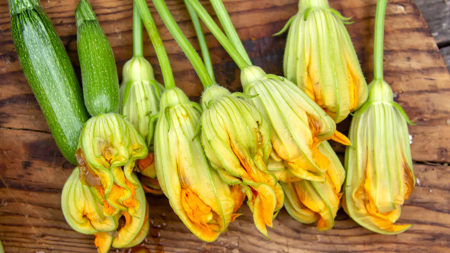 Zucchini Blossom