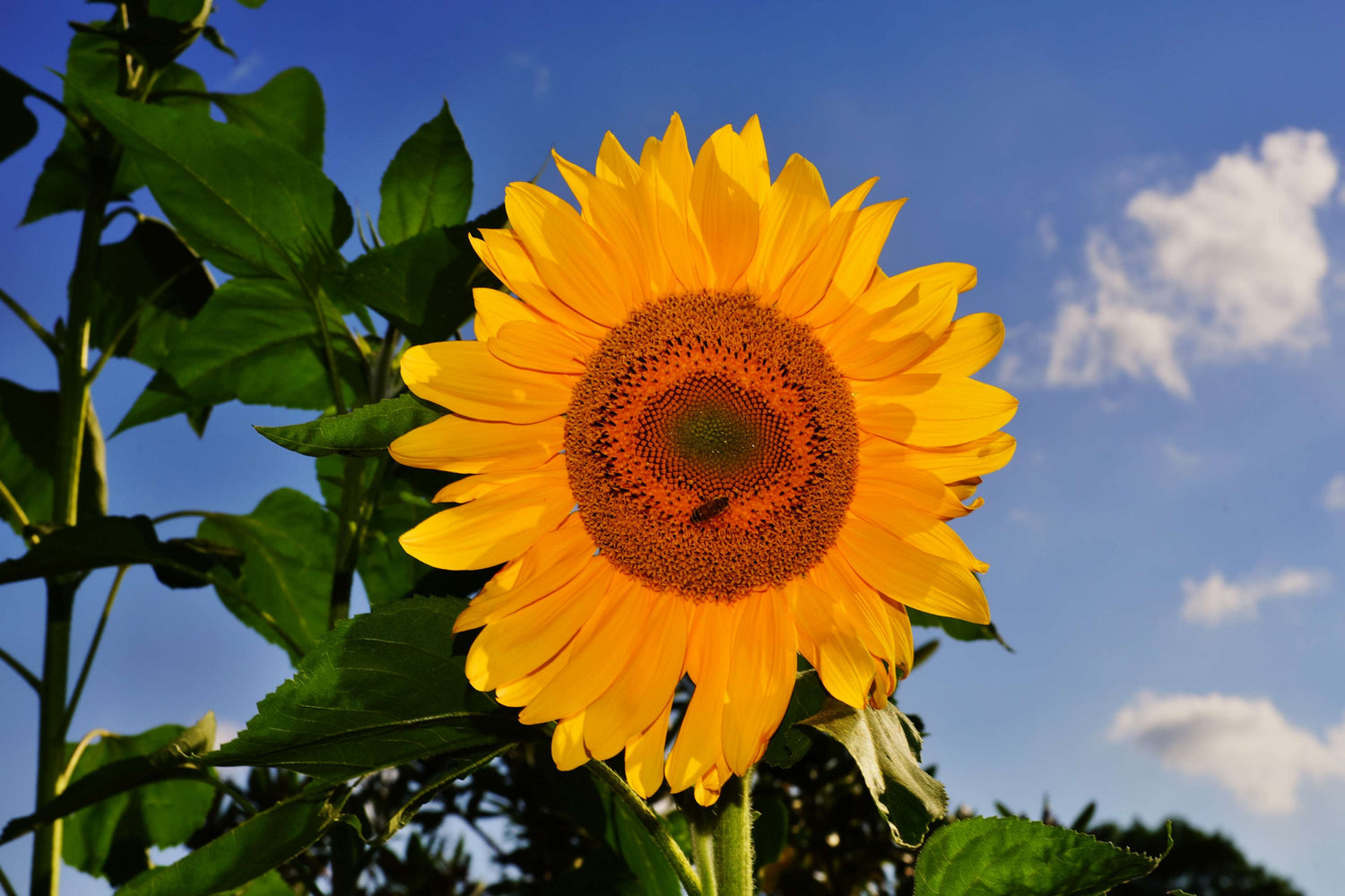 Flowers