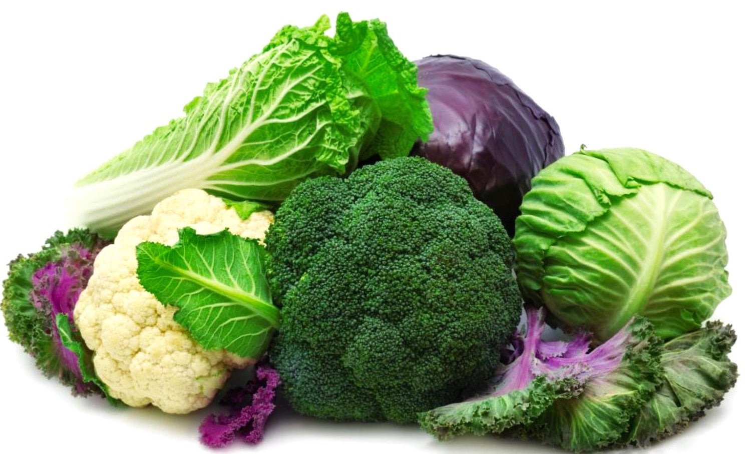 Brassica