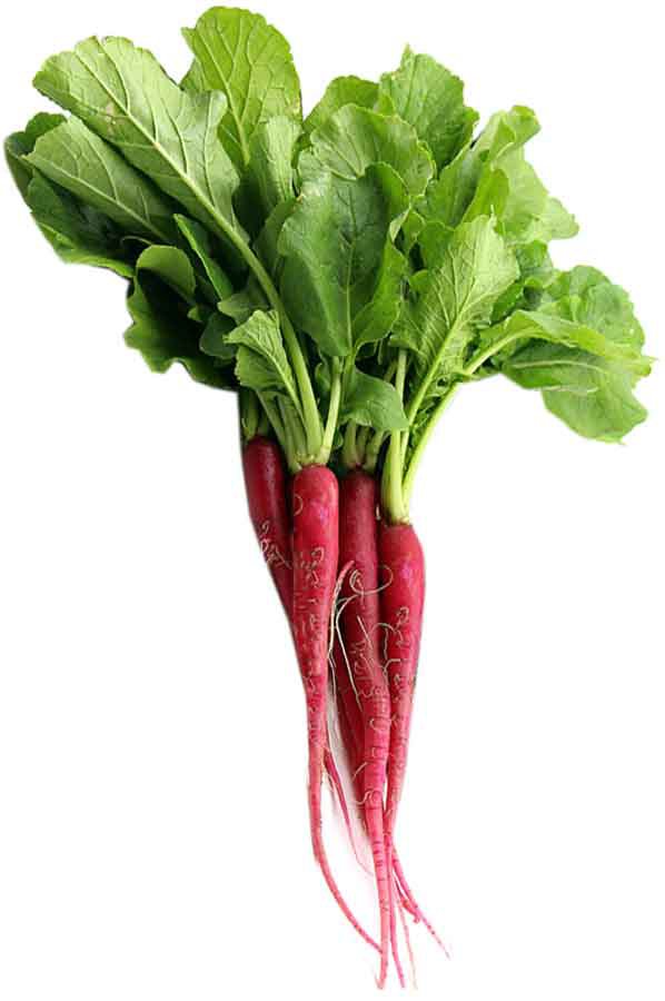 Radishes Cincinnati / China rose