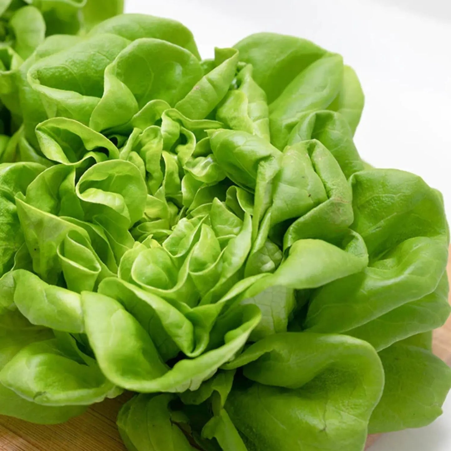 OG Butterhead Lettuce 24ct