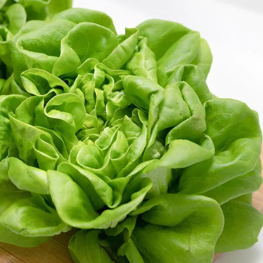 OG Butterhead Lettuce 24ct