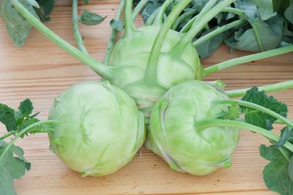 Kohlrabi M/ large