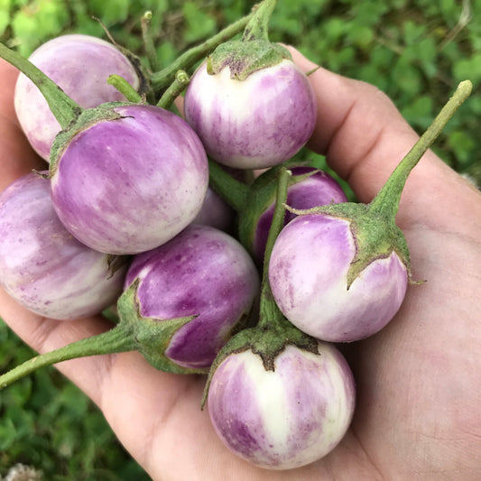Thai Lavender Eggplant