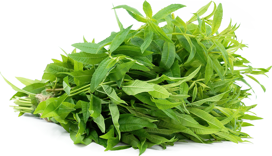 Lemon verbena