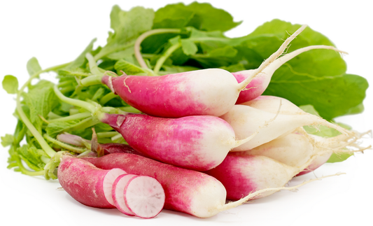 French breakfast Radish