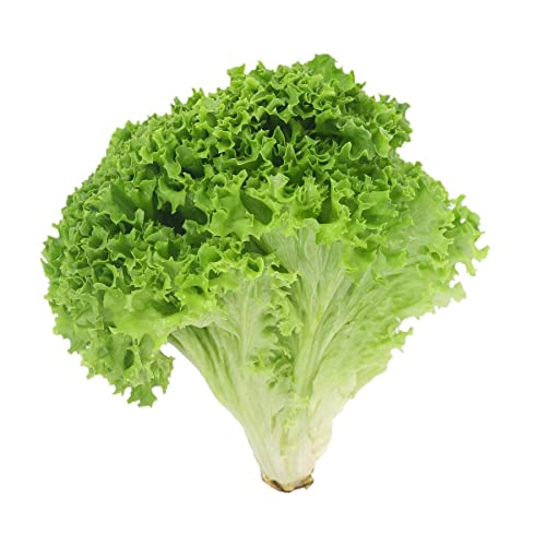 OG Summer Crisp Lettuce 24ct