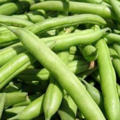 Provider Green Beans