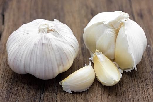 Garlic head