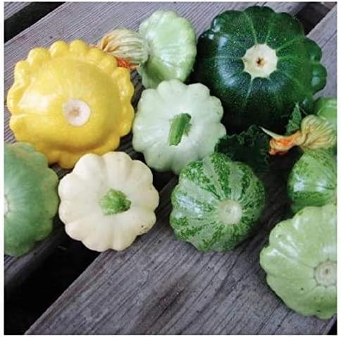 Patty pan Cue ball squash medium