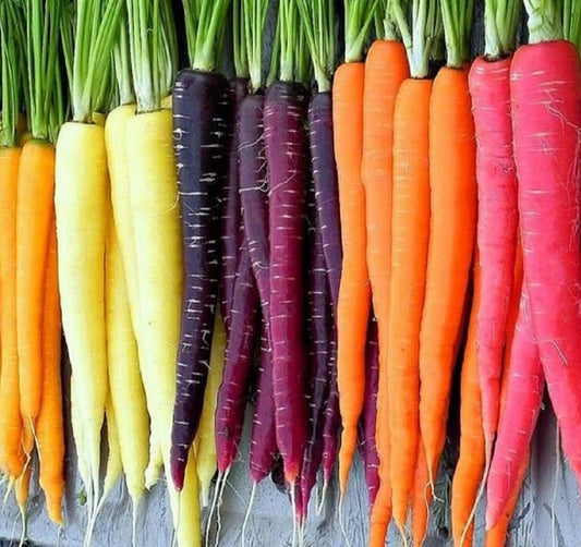 Carrot Rainbow