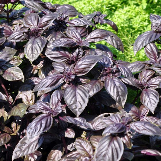 Purple Basil