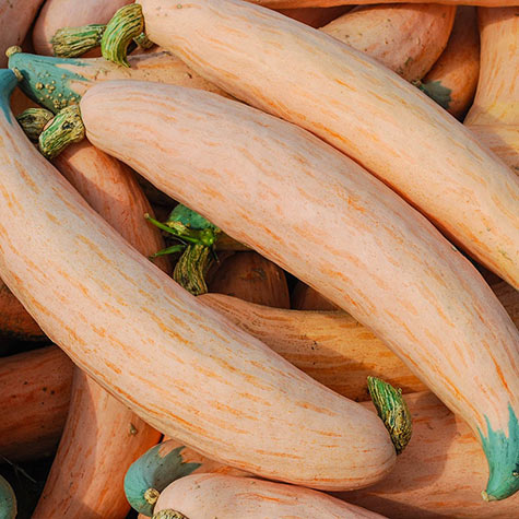 North Georgia Squash