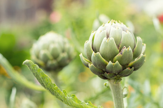 Artichoke pints
