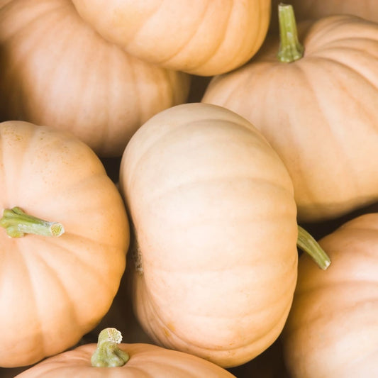 Cheese pumpkin