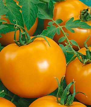 Orange chef choice - Tomato