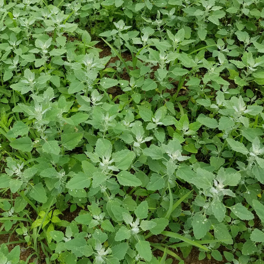 Lambsquarters