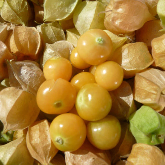 Ground Cherry - Loose