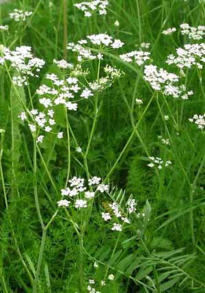 Chervil with flower