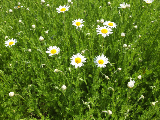 Chamomile herb
