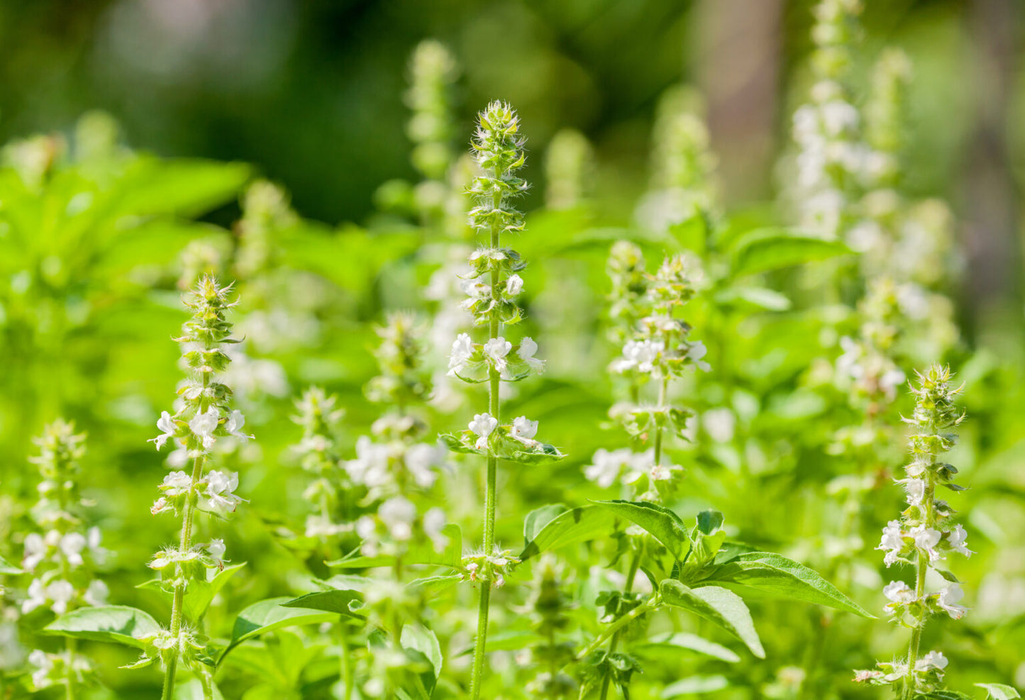 Basil Flower