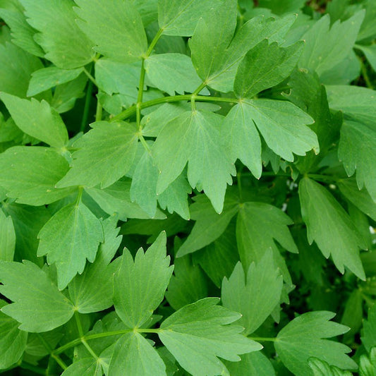 Lovage