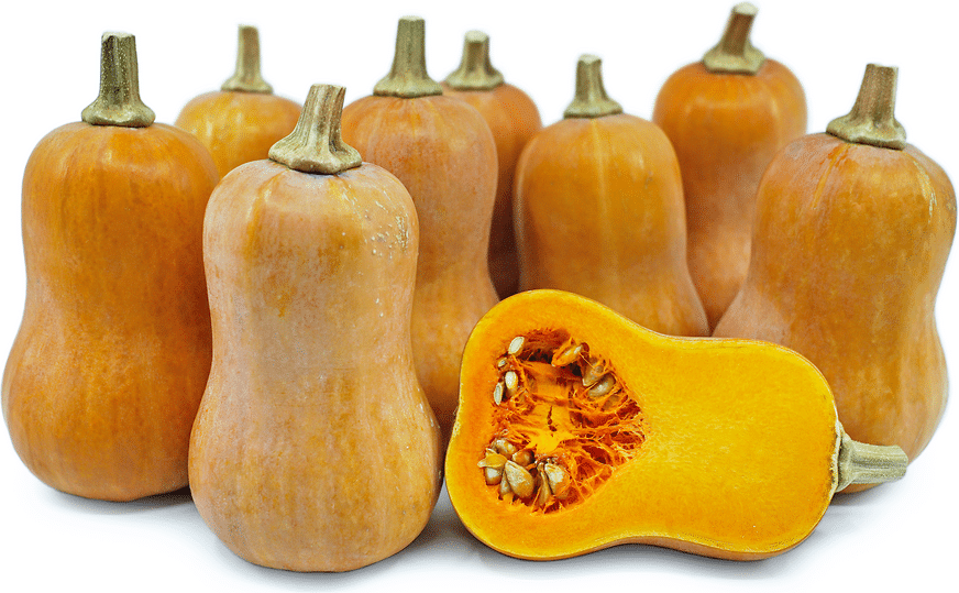Honeynut squash