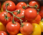 Tomatoe Red & Yellow