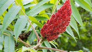 Sumac