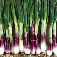 Onion Spring  Red